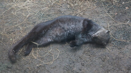  ukumarí zoo animals, colombia