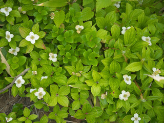 Canadian dwarf cornel or Cornus canadensis plant with lush green leaves and white flowers