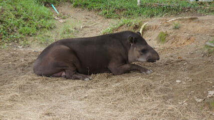 Fototapeta premium ukumarí zoo animals, colombia