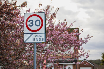 Fototapeta premium 30 Miles Per Hour Speed Limit at end of speed restriction zone traffic sign with pink cherry blossom blurred in background