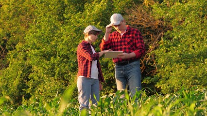 Agronomist farmer colleagues analyzing corn production control use tablet outdoor. Man and woman...