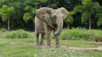 African elephant - Ukumarí Zoo