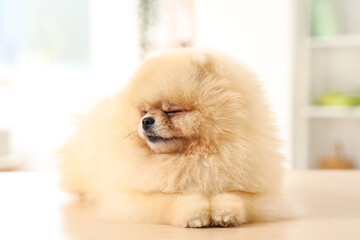 Cute dog sleeping in grooming salon