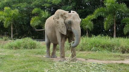 African elephant - Ukumarí Zoo