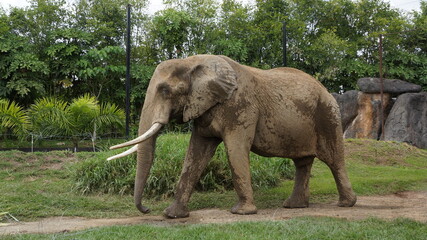 African elephant - Ukumarí Zoo