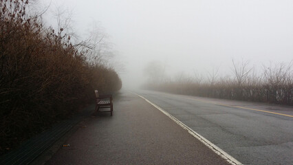 Fototapeta premium foggy road in the forest