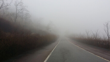 foggy road in the forest