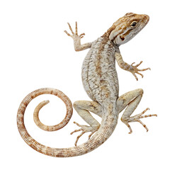 Naklejka premium Png of A detailed illustration of a lizard with intricate patterns, showcasing its vibrant scales and unique posture against a plain background.