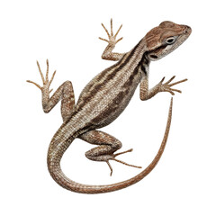 Png of Detailed illustration of a brown lizard with intricate patterns, showcasing its unique textures and natural habitat.