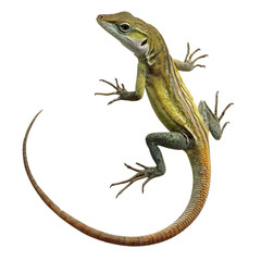 Obraz premium Png of A vibrant green lizard with intricate patterns perched gracefully on a branch, showcasing its detailed scales and long tail.