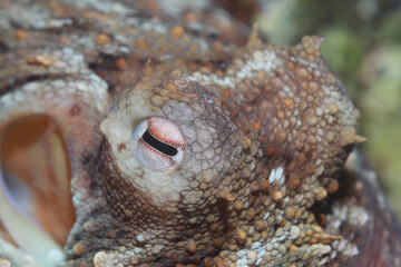 Close-up of the octopus eye and detail of the rough head. © Francisco