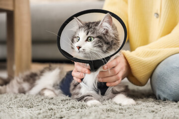 Fototapeta na wymiar Owner with cute cat wearing Elizabethan collar after sterilization at home