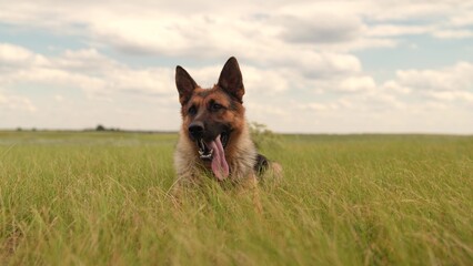 German Shepherd in the Field, The proud dog enjoys the fresh air, Its tongue hangs out from...