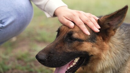 Woman petting a German Shepherd, Loyal dog enjoys gentle touch, Dog smiling with tongue out, Happy...