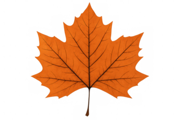 Close-up of a bright orange leaf with visible veins, isolated on a transparent background, capturing the essence of autumn