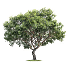 Obraz premium Lush green tree against black background