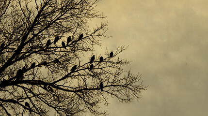 Silhouette of Birds Perched on Bare Branches Against a Soft Beige Sky