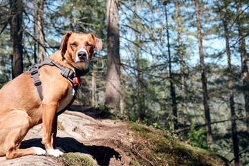 Dog sitting on hill with defocused forest. Alpine dog walking or hiking in rainforest of North Vancouver, BC, Canada. Dog with bear bell, gps or training collar. Female Harrier mix. Selective focus. © Petra Richli