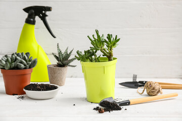 Transplanted plant with gardening tools on table against white background