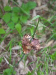Fresh Bamboo grows by piercing through the dry autumn leaf