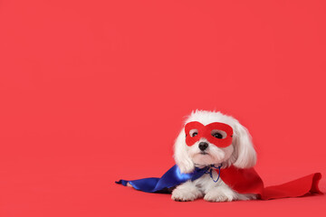Cute little dog in superhero costume lying on red background