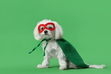 Cute little dog in superhero costume on green background