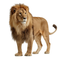 Obraz premium Png of Majestic lion standing confidently, showcasing its thick mane and powerful build in a striking pose.