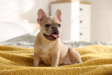 Adorable French bulldog dog sitting on bed indoors