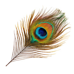 Vibrant peacock feather