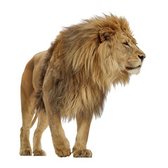 Obraz premium Png of Majestic lion standing proudly with a luxurious mane against a white background.