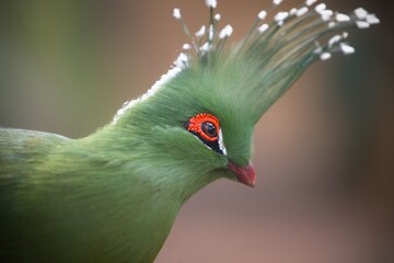 Fototapeta premium Close up of Schalow's turaco