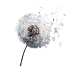 A dandelion seedhead dispersing seeds