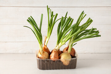Plastic container with cultivated green onion on white wooden background