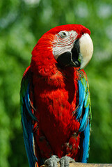 Tropical red parrot with multicolored wings looking sideways on a tree branch