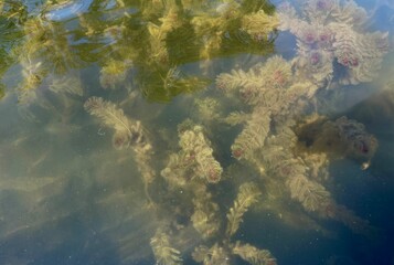 eurasian watermilfoil