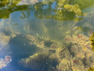 Eurasian watermilfoil