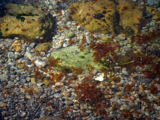 School of luminescent jellyfish bloom in rocky pebble beach of Sa Foradada, Deià, Mallorca, Balearic Islands. Mediterranean Sea marine ecosystem, crystal clear water, warm temperature, coastal area. 