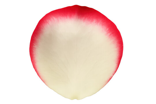 Close-up of a delicate rose petal with a vibrant red tip, isolated on a transparent background, showcasing its natural beauty and texture - Powered by Adobe