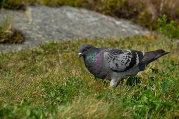 Pigeon biset en quête de nourriture