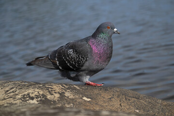 Pigeon biset