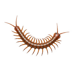Obraz premium Myriapod Isolated, Many Legs, No Background