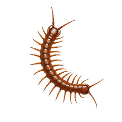 Fototapeta premium Brown Centipede Curled No Background Image