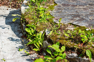 Old open air dance floor overgrown with grass and moss