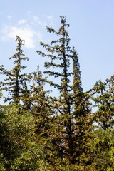 pine tree in the forest