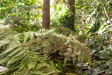 fern leaves against the jungle background