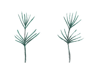 Two pine branches, watercolor drawing