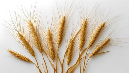 Harvesting golden wheat agriculture field photography rural close-up nature's bounty