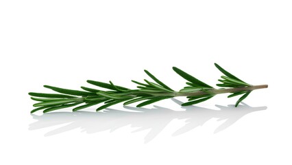 Fototapeta premium Harvesting rosemary a culinary staple kitchen herb fresh close-up culinary delight