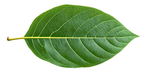 Obraz premium Single Green Leaf with Visible Veins and Texture on Transparent Background, PNG