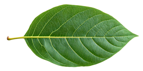 Single Green Leaf with Visible Veins and Texture on Transparent Background, PNG